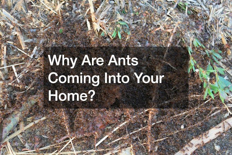 Why Are Ants Coming Into Your Home?